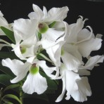 Dendrobium sanderae-Flowering Size